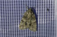 Acronicta rumicis