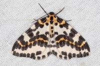 Abraxas grossulariata