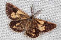 Bupalus piniaria