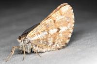 Bupalus piniaria