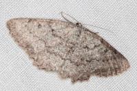Charissa onustaria onustaria