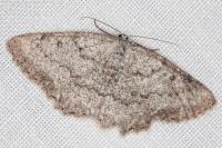 Charissa onustaria onustaria