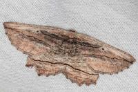 Menophra nycthemeraria