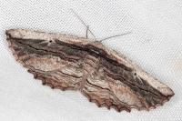 Menophra nycthemeraria