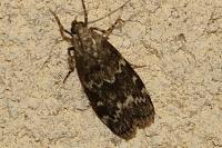 Dioryctria