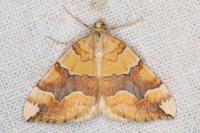 Cidaria fulvata
