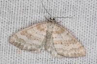 Perizoma albulata