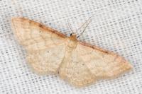 Idaea humiliata