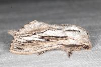 Pachypasa limosa