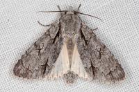Acronicta psi