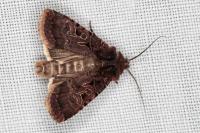 Chersotis rectangula