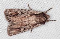 Dichagyris signifera