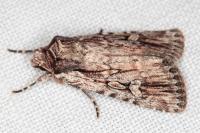 Dichagyris signifera