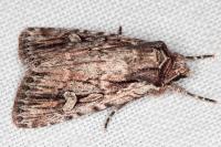 Dichagyris signifera