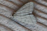 Herminia tarsipennalis