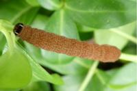 Conistra erythrocephala