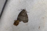 Ochropacha duplaris