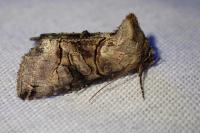 Abrostola tripartita