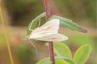 Sitochroa palealis