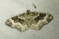 Epirrhoe rivata