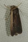 Ochropleura leucogaster