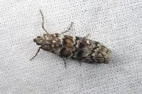 Dioryctria abietella