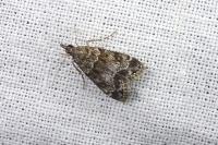 Eudonia mercurella