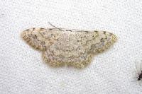 Scopula submutata roseonitens