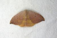 Watsonalla uncinula