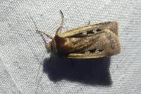 Ochropleura plecta