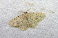 Charissa mucidaria