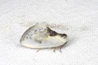 Cilix glaucata