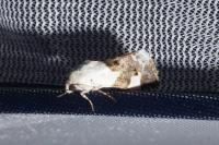 Acontia lucida