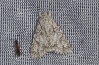 Acronicta aceris
