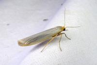 Eilema caniola