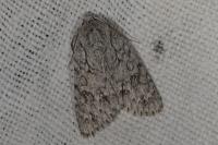Acronicta aceris