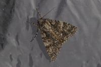 Acronicta rumicis