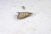 Euchromius bella