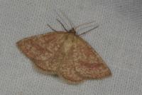 Aplasta ononaria