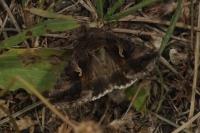 Autographa gamma