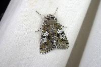 Lamprosticta culta