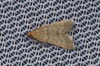 Bostra obsoletalis