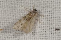Catarhoe putridaria
