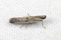 Phycitodes