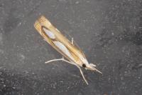 Catoptria pinella