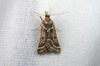 Stemmatophora borgialis