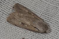 Dichagyris candelisequa