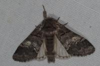 Drymonia querna