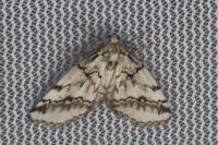 Tephronia lhommaria