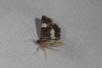 Tyta luctuosa